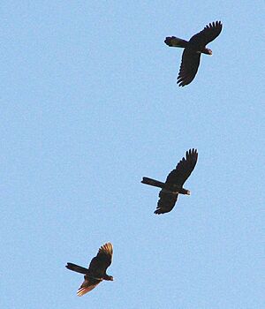 Archivo:Calyptorhynchus funereus -Tasmania, Australia-8