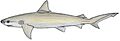 Carcharhinus acro