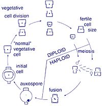 Archivo:Centric diatom life-cycle