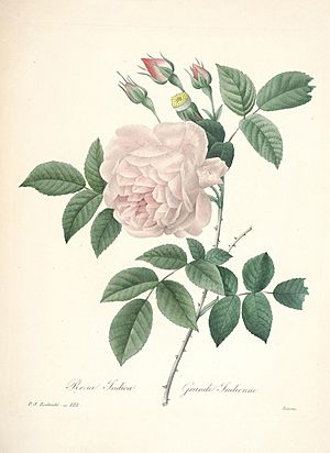 Archivo:Choix des plus belles fleurs (Plate 122) (7851507286)