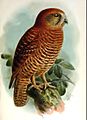Christmas Island Hawk Owl