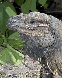 Close-up head and shoulder shot of iguana looking to the left.jpg