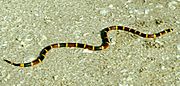 Archivo:Coral snake