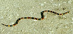 Archivo:Coral snake