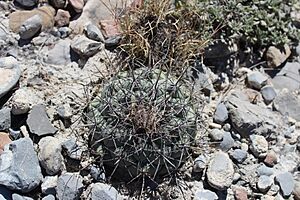Archivo:Coryphantha poselgeriana 11