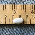 Archivo:Dried sorana bean on a ruler showing inches and centimeters