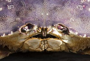 Archivo:Dungeness crab face closeup