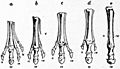 EB1911 - Equidae - Fig. 3.—Successive stages of modification of the left fore-feet of extinct forms of horse-like animals