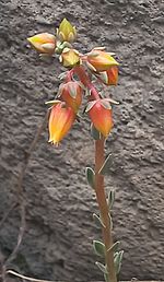 Archivo:Echeveria chiclensis var. backebergii inflorescence