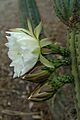 Echinopsis peruviana