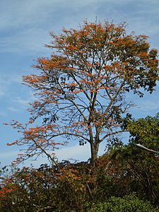 Archivo:Erythrina poeppigiana (Walp.) O.F.Cook - 2013 006
