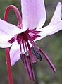 Erythronium hendersonii-3