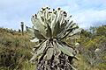Espeletia incana