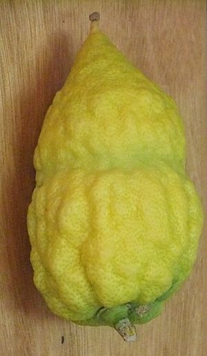 Archivo:Etrog5812
