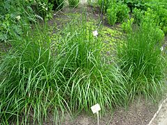 Archivo:Festuca arundinacea - Berlin Botanical Garden - IMG 8655