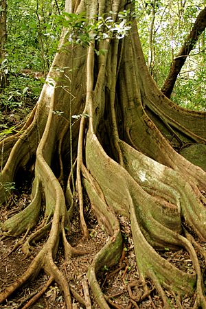 Archivo:Ficus aurea (butresses)