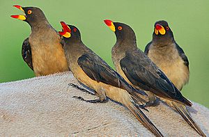 Archivo:Flickr - Rainbirder - Yellow-billed Oxpeckers (Buphagus africanus)