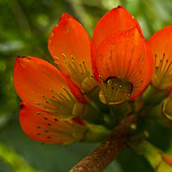 Flor de Erythrina edulis.jpg