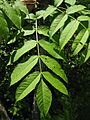 Fraxinus nigra leaves
