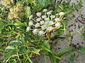Glehnia littoralis 2