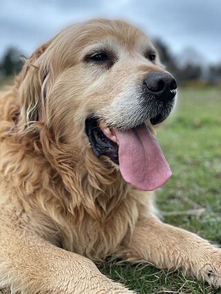 Golden Retriever 9-year old.jpg