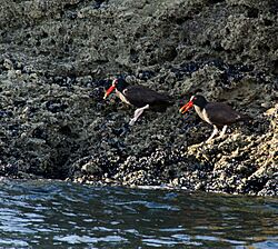 Archivo:Haematopus ater u Ostrero negro 2