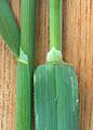 Haver Avena sativa ligula2