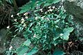 Hedyotis purpurea montana