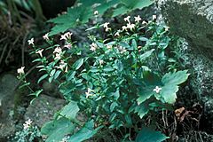 Hedyotis purpurea montana.jpg