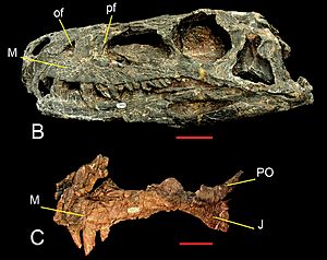Archivo:Herrerasaurus skull