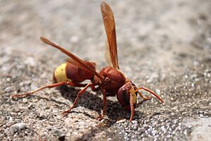 Archivo:Insect in Lindos Rhodes