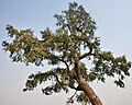 Jhand (Prosopis cineraria) at Hodal W IMG 1191