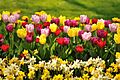 Keukenhof Holland Creative Commons by gnuckx (5674125303)