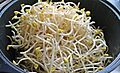 Kongnamul (soybean sprout)