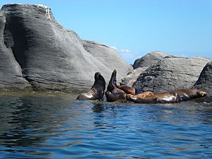 Archivo:Leones Marinos en Isla Coronado, Loreto, Baja california Sur