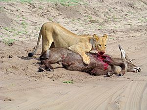 Archivo:Lioness after hunting waterbuck- Chobe National Park - Botswana