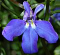 Lobelia close-up (aka)