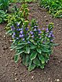 Lobelia siphilitica 0001