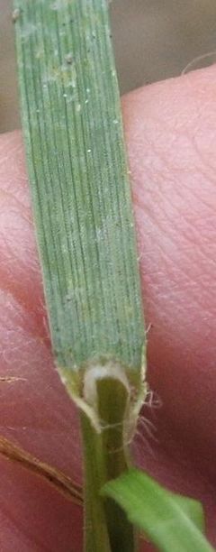 Archivo:Lolium perenne showing ligule and ribbed leaf