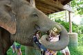 Mahout Elephant Nature Park