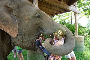 Archivo:Mahout Elephant Nature Park