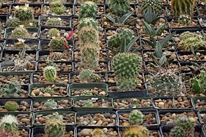 Archivo:Museo de Desierto, Saltillo Coahuila México - panoramio (20)