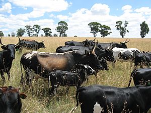 Archivo:Nguni cattle