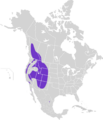 Nucifraga columbiana map