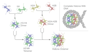 Archivo:Nucleosome structure