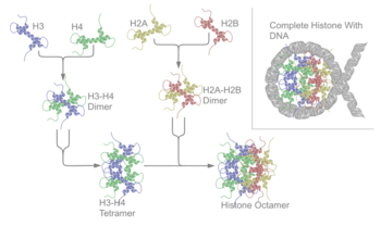 Archivo:Nucleosome structure