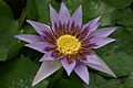Nymphaea-colorata 0122a