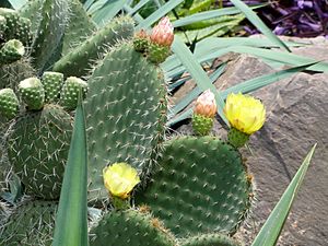 Archivo:Opuntia leucotricha - Kunming Botanical Garden - DSC03053