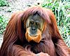 Orangutan 01.jpg