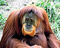 Orangutan 01